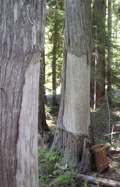 Culturally modified tree showing area stripped of bark for clothing and baskets.